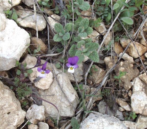 64 Viola ermenekensis Yild. & M. Dinç Tek yıllık olan bitkinin gövdesi 2.5-13 cm, kısa sert tüylü. Dip yaprakları 1.5-6x1-5 mm, yumurtamsı veya yumurtamsı-yuvarlak, düz kenarlı tüysüz.