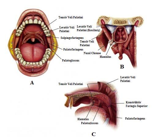 11 seviyesindedir. Önde epiglottis in üst kenarından, krikoid kartilaj ın alt kenarına kadar uzanır (34,35). Velofaringeal mekanizmanın hareketi kaslar tarafından sağlanır.