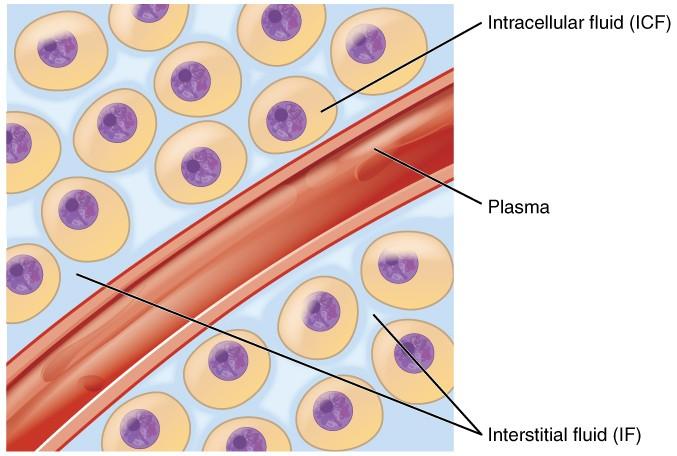 Vücut Sıvı Bölmeleri Intrasellüler sıvı (ICF) nücleoplazma and sitozol Ektraselüler sıvı (ECF) hücre dışında kalan