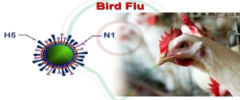 Avian Influenza Etkeninin Tanımlanması Etkenin üst yüzeyinde bulunan