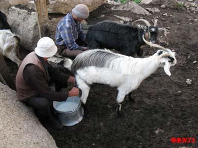 Hayvanlarla yakın teması olan veteriner, kasap, mezbaha