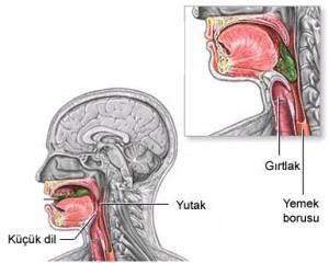 Yutak Yutağın görevi ağız boşluğuyla yemek borusu arasında bir kapı oluşturmaktır.