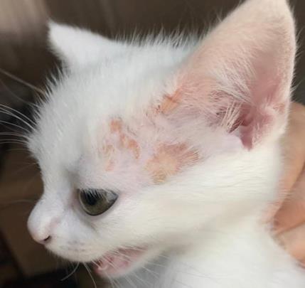 Baş ve boyunda ekskoriasyon ve kaşıntı (Resim 10); kedilerin yüzü (Resim 8) ve boynu (Resim 9) üzerinde sıklıkla self-travmaya bağlı lezyonlar,