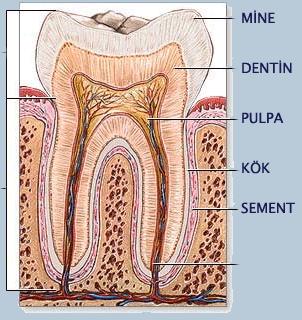 1.3 Diş ve Kemik Örneklerinin Lüminesans Tekniklerde Kullanımı DİŞ ve KEMİK YAPISI Kemik Dentin Mine Kalsiyum (Ca) 37,44 36,80 37,70 Fosfor(P) 16,7 17,62 17,80 Ca/P oranı 1.