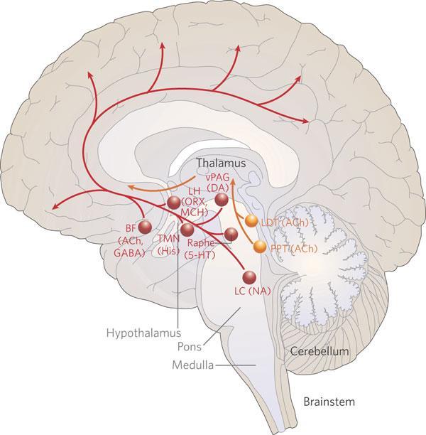 RAS Dışı Uyanıklık Bölgeleri Hipotalamusta: Tüberomamiller çekirdekteki histamin sentezleyen nöronlar. Lateral hipotalamik alandaki oreksin (hipokretin) sentezleyen nöronlar.