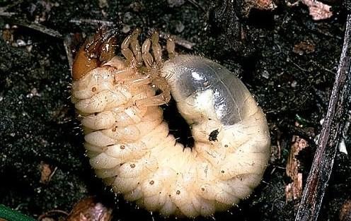 Mesela, Mayıs böceği, Fidan dip kurdu larvaları toprakta bulunur.