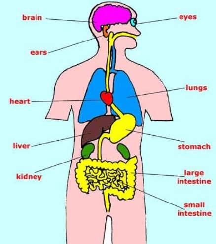 Multi-organ disfonksiyonu sendromu (MODS) Beyin - Nörolojik Glaskow koma skoru Mental bozukluk Kardiyovasküler hipotansiyon ve vazopressör gereksinimi, laktat Endokrin Hiperglisemi