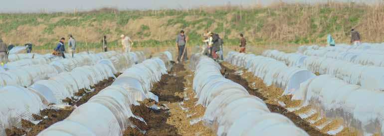 3.3 Aylık/Maaş, Yıllık veya Sezonluk Ücretlendirme ve Çocuk İşçiliği Tarımsal üretimde aylık usulü ücret, sınırlı sayıda iş için ödenmektedir.