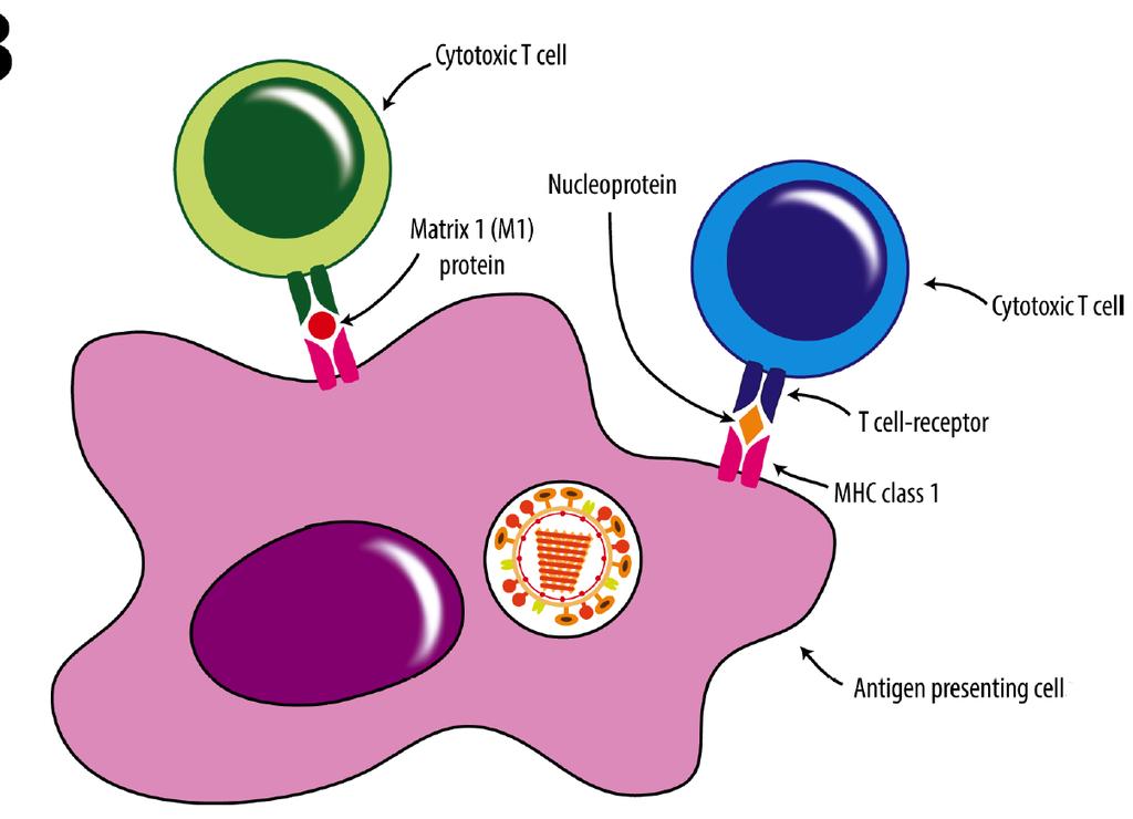 immünite; NP, T hücre epitopları