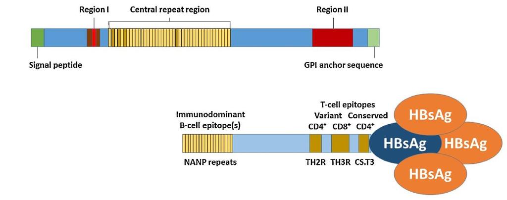 RTS, S Repeat:CSP in tekrarlayan tetrapeptid sekansları (Nasetilnöraminik asit fosfotaz-nanp) T: