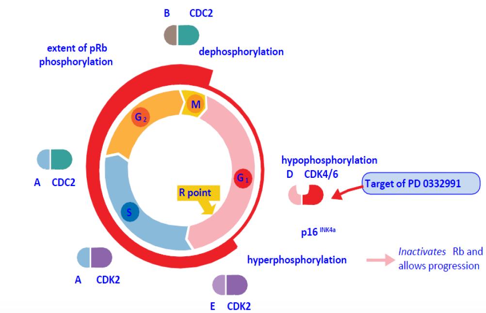 CDK 4/6 İnhibitörleri Hücre siklusunu düzenler DNA sentezini önler