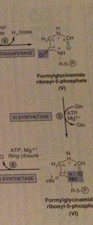 5 Glutaminin amid nitrojeninin (V) nolu moleküle transferi Ile formilglisinamidin ribozil-5-fosfat (VI) molekülü oluşur.
