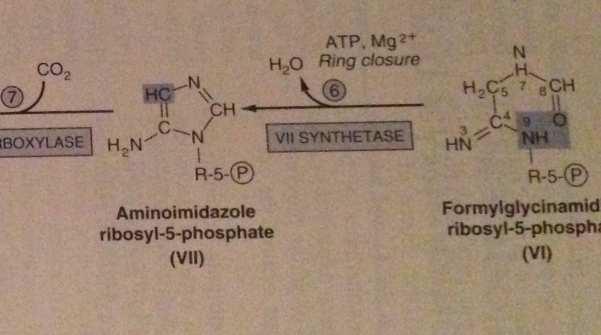 6 Aminoimidazol ribozil -5-fosfat sentaz (VII sentaz) ile katalizlenen reaksiyonda su çıkışıyla birlikte halka kapanır ve aminoimidazol-ribozil-5 fosfat (VII) meydana gelir.