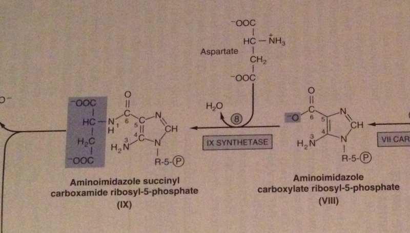 8 Aspartatın 8 nolu molekül ile kondansasyonu, süksinil karboksiamid ribozil -5 fosfat sentaz