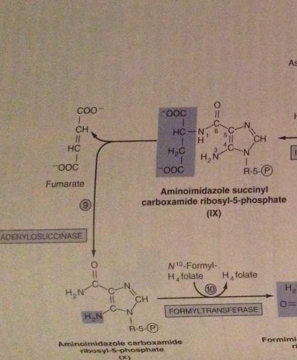 9 9 nolu molekülün süksinil grubunun fumarat olarak serbest kalışı Adenilosüksinaz ile katalizlenir.