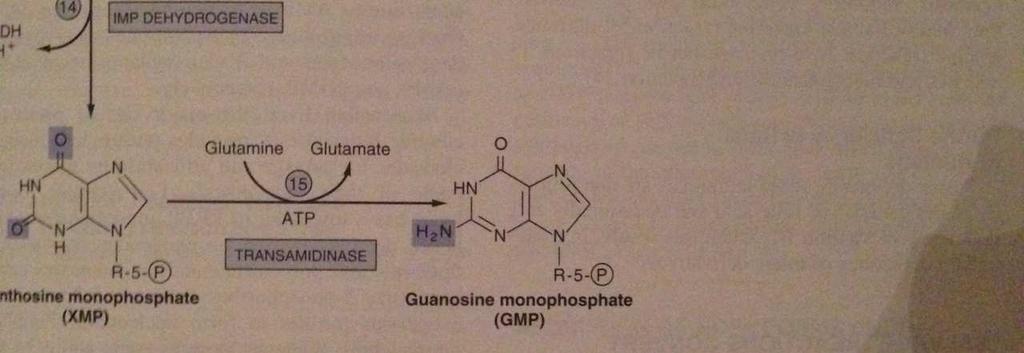 Adenozinmonofosfat