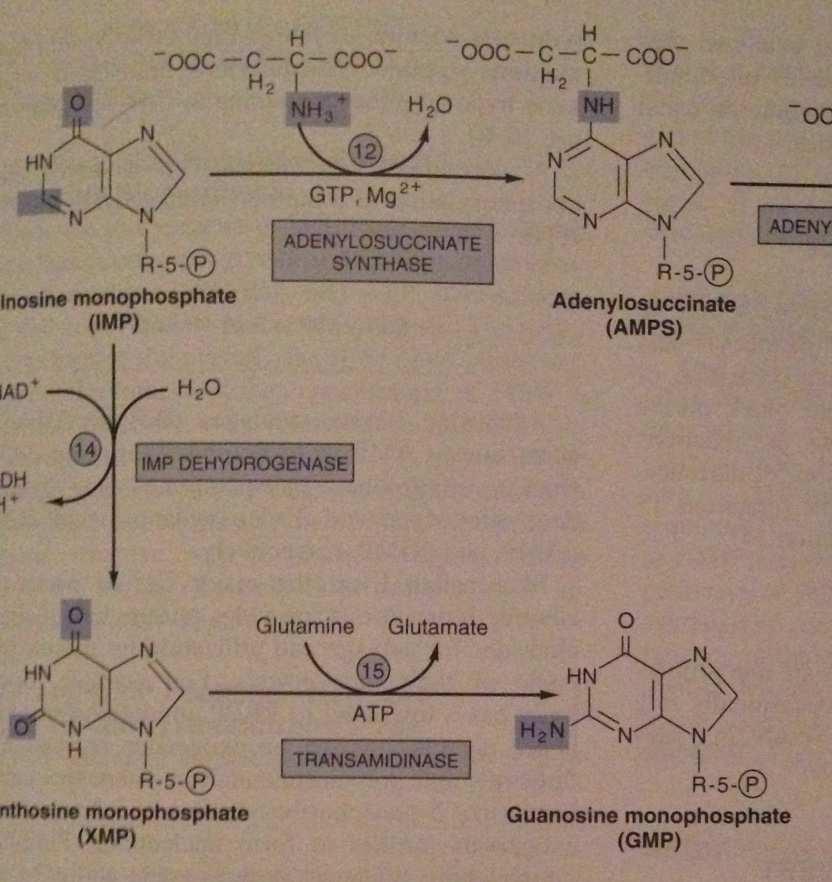 IMP AMP ve GMP 14. İnosin monofosfatın (IMP nin) NAD + ile oksidasyonu IMP dehidrogenaz ile katalizlendiğinde ksantosin monofosfat (XMP) meydana gelir. 15.