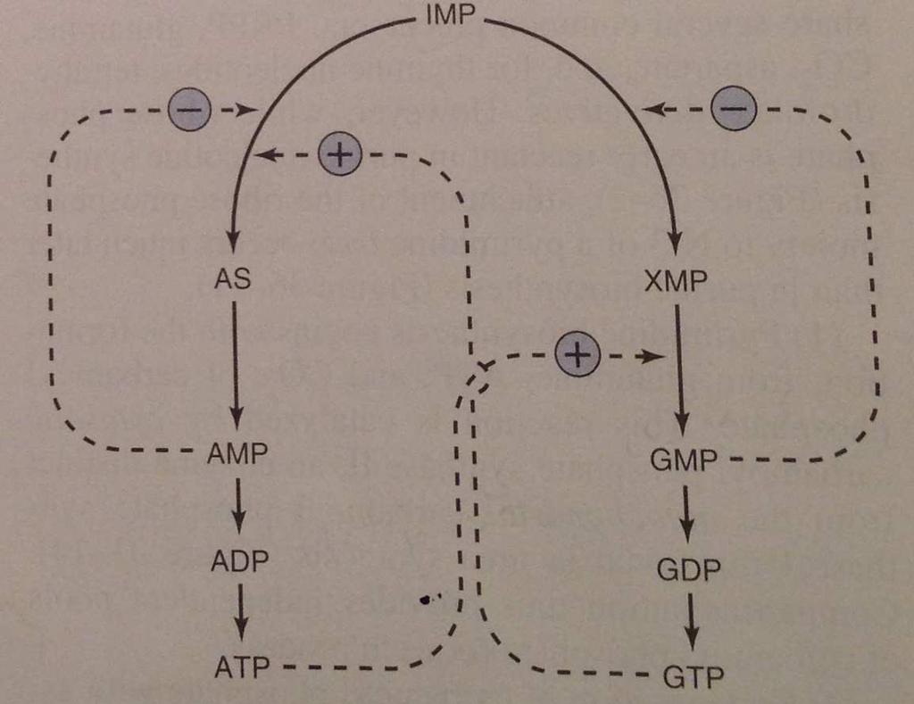 AMP ve GMP IMP den yapılanmalarını feedback olarak düzenler AMP Adenilosuksinat sentazı GMP IMP dehidrogenazı feedback olarak inhibe eder.
