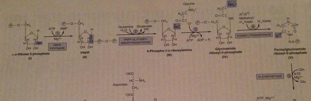 Purin Nükleotid Biyosentezi 3 şekilde gerçekleşmektedir. 1.