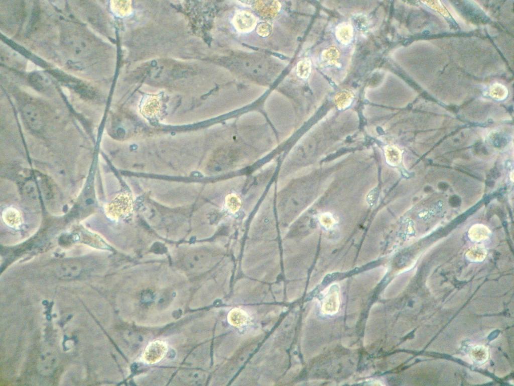 supplement, 2mM L-glutamin, %1 Penisilin-Streptomisin kullanıldı. Hücrelerden yeterli üreme elde edilen kadar 37 o C de % 95 nem ve %5 CO 2 li etüvde inkübe edilmişlerdir.