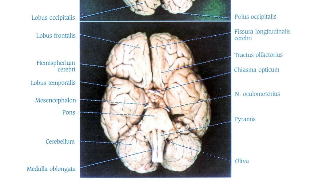 temporalis Mesencephalon Pons Serebellum Polus occipitalis Fissura longitudinalis cerebri Tractus olfactorius Chiasma opticum N.