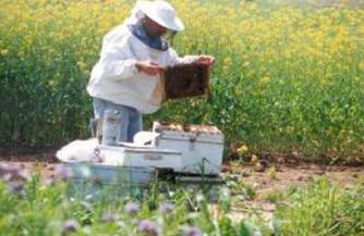 Arılar günlük ihtiyaçlarından artan balı bu mevsimde kovanlara depolayabilir. Büyük bal toplama mevsimi, toplam arıcılık faaliyetleri içerisinde süre olarak çok az bir zaman dilimini kapsar.