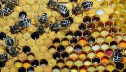 Koloninin ana arısı var fakat düzensiz yumurta bırakmıģ erkek arı sayısı fazla ve yavrulu sahanın ortalarında ana arı hücresi yapmıģ ise bu durum o koloninin ana arısını yenileyeceğini gösterir. 1.1.4.