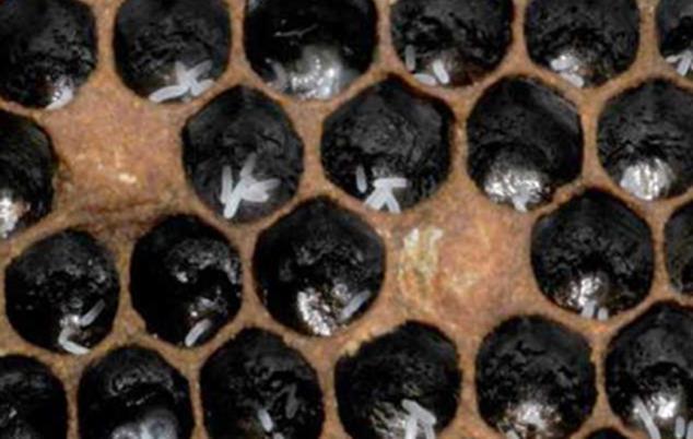 7: Yalancı ana arı tarafından atılmıģ yumurtalar Erken ilkbaharda yapılan ilk kontrolde, kuvvetli bir kolonide yalancı ananın olduğu tespit edilirse koloniyi, tekrar normal düzenine kavuģturarak bal