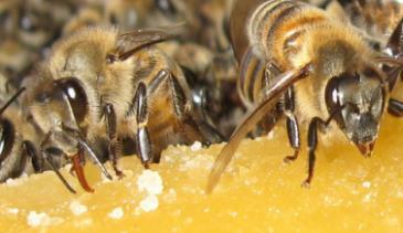 2.3.1. Balla Besleme Arılar bütün bir yıl çalıģarak ürettiği balın bir kısmını kıģ için kendisine yiyecek olarak depo eder.