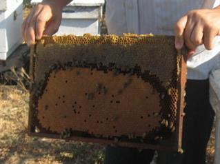 Bu nedenle arı sütü elde etmek için ana arı bulunduktan sonra, ana arı kafesine konularak kontrol altına alınır. Arılıkta, uygun bir alana bakımı yapılmıģ, temiz boģ bir kovan konur.
