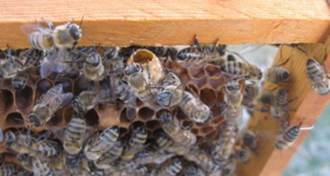 Resim 3.2: Ana arı memesi Bu üretim kolonisindeki açık ve kapalı yavrulu tüm çerçeveler üzerindeki arılar silkelenerek diğer güçlü kolonilere yavruların durumuna uygun yavru alanlarına verilir.