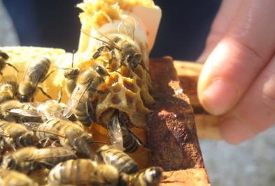 doğacak ana arıların doğumu takip edilmelidir.