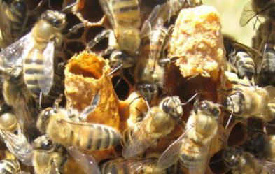 Ana Arı Memesi Kafesleri Doğal olarak birden fazla ana arının aynı kolonide yaģaması istisnalar hariç mümkün değildir. Yeni doğan ana arı diğer memeleri imha etmeye çalıģır.
