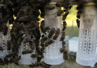 8: Ana arı memelerini imha eden iģçi arılar Bu davranıģa karģı tedbir olarak elimizde çiftleģtirme kutusuna verilen memelerden fazla meme varsa bu plastik kafeslerle ana arıların bu bölme