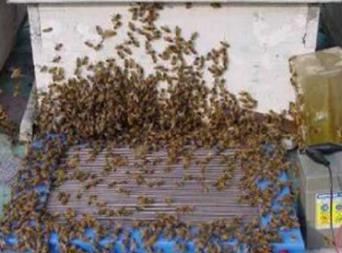 Koloniye elektroģok uygulaması ile arıların derhal arılıkta bulunan diğer arı ve kolonilere alarm vererek çevredeki insanlara saldırmalarına neden olmaları bu yöntemin en sakıncalı yönüdür.