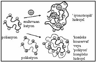 15 Fiziksel veya Reversibl Hidrojeller: Hidrojeldeki zincirler moleküler kıvrılmalar, iyonik bağlar, hidrojen bağları veya hidrofobik bağlar gibi ikincil güçlerle birarada tutulmaktadır. Şekil 2.