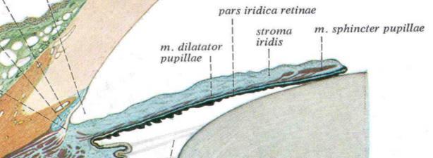 Cornea Lens