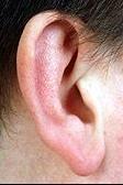 Auris externa- Dış kulak