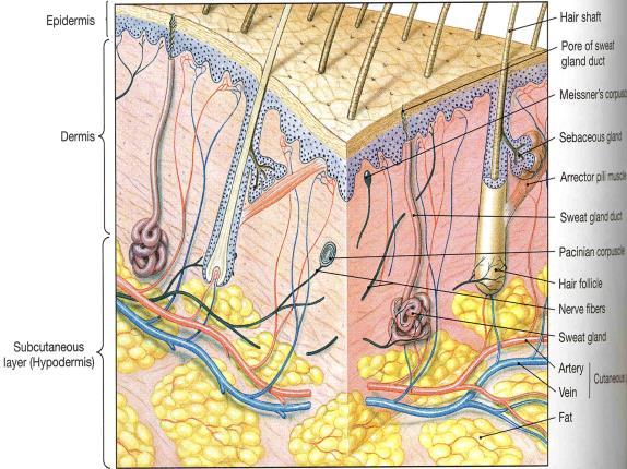 DERMIS (CORIUM) Kökenini mesodermadan alır.