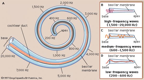 tectoria ya çarpar İç tüy hücreleri algılar Ganglion spirale (1. nöron) N. cochlearis Beyin sapındaki nuc. cochlearis ler (2.