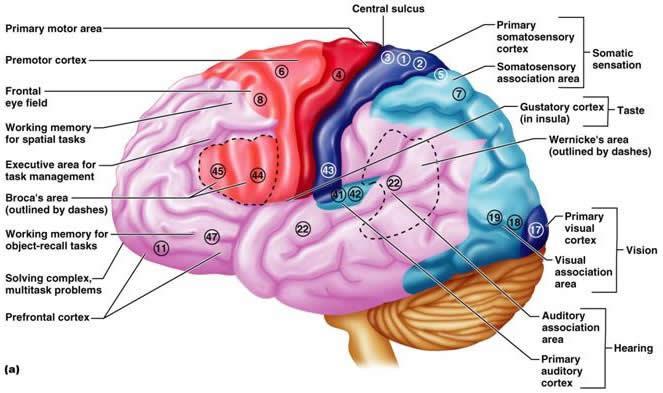 CEREBRUM UN BEYAZ DOKUSU Hemisferin iç bölümü substantia alba ve bazal çekirdeklerden oluşur.