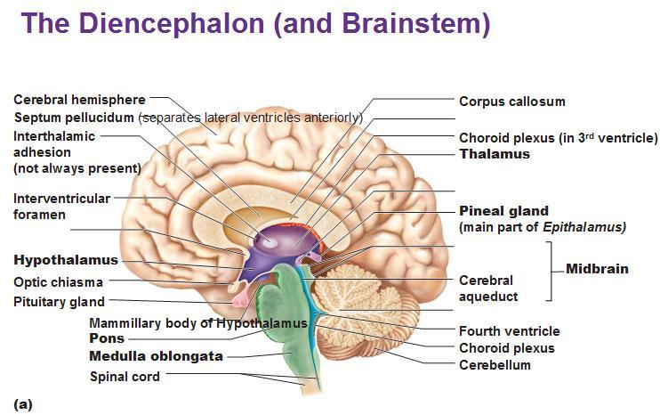 DIENCEPHALON (ARA BEYİN) BAZAL ÇEKİRDEKLER (nuclei basales) Her bir hemisferin beyaz dokusu içinde yer alan ve topluca corpus striatum denilen nuc. caudatus, ve nuc.