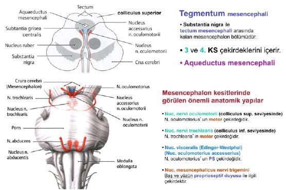 . Pons (köprü): Beyin sapının orta bölümü olup beyinciğin önünde, mesencephalon ile medulla oblangata arasında yer alır. Pons un tegmentum unda n.
