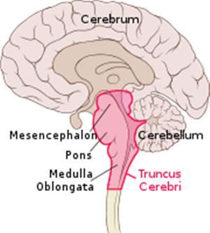 . Medulla oblangata(omurilik soğanı, bulbus): Beyin sapının en caudal kısmı olup foramen magnum düzeyinde medulla spinalis ile uzanır.