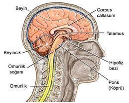 CN IX, CN X, CN XI, CN XII beyin sapından ayrılan cranial sinirlerdir.