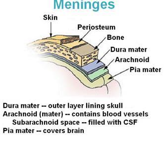BEYİN ÖRTÜLERİ (MENİNGES) Beyin ve omurilik dıştan içe doğru dura mater, arachnoidea mater ve pia mater