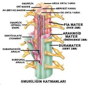 İç katman spinal dura mater, dış katman ise kafatası kemiklerinin endosteum tabakası ile uzanan fibröz