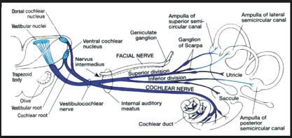 CN VIII N. vestibulocochlearis (denge ve işitme siniri) SSA liflerden oluşmuş duysal bir sinirdir. Kafatasından dışarı çıkmaz. İşitme (n. cochlearis), denge (n. vestibularis) sinirlerinden oluşur.