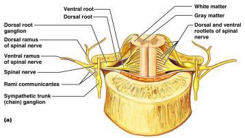 SPİNAL SİNİRLER (Nervi Spinales) Omuriliğin ön boynuzundaki nöronların aksonları ile spinal gangliondaki nöronların periferik uzantıları, foramen intervertebrale hizasında birleşerek spinal sinir i