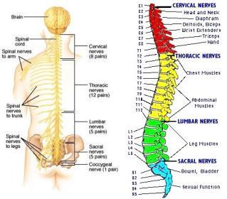 intervertebrale arasında uzanan bölüme ön kök-motor kök (radix anterior), spinal ganglion nöronlarının merkezi uzantılarının oluşturduğu for.